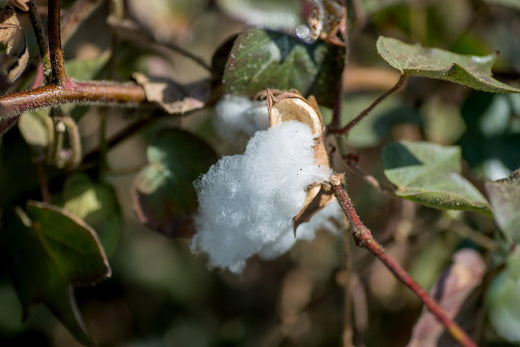 Why we use organic cotton